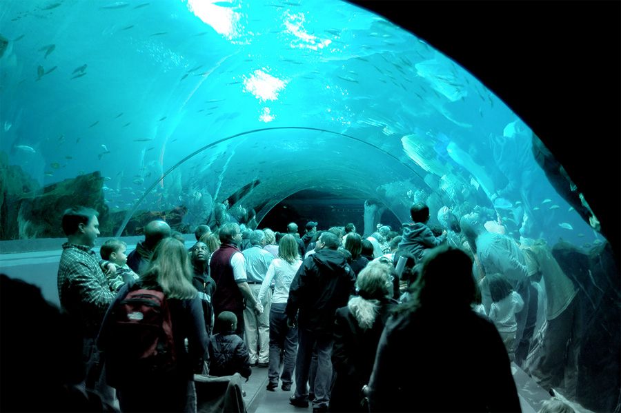 Океанариум The Georgia Aquarium, Соединенные Штаты, Соединенные Штаты