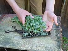 Полынь горькая в медицине: лечебные свойства и противопоказания