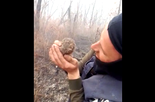 В Амурской области пожарные спасли от огня зайчонка