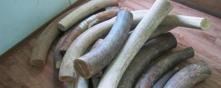 Двое мужчин незаконно вывезли из Хабаровска в Нидерланды и КНР 16 тонн бивней мамонта