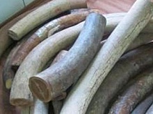 Двое мужчин незаконно вывезли из Хабаровска в Нидерланды и КНР 16 тонн бивней мамонта