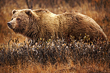 Бой между гризли и белым медведем: кто победит