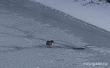 Брошенную стаей утку пытаются спасти от гибели жители Новосибирска