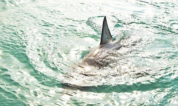 Акулы появились в Приморье: где можно встретить хищника