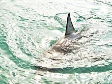 Акулы появились в Приморье: где можно встретить хищника