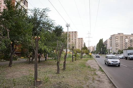 В Ростове ищут виновных в незаконном спиле деревьев в Советском районе