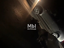 Иномарка улетела в кювет после столкновения с лошадью на дороге в Липецкой области