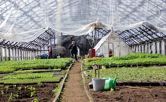 В Татарстане утвердили порядок предоставления субсидий аграриям на производство растениеводческой продукции