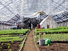 В Татарстане утвердили порядок предоставления субсидий аграриям на производство растениеводческой продукции