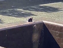 Мужчина спрыгнул в бассейн мемориала жертвам теракта 11 сентября