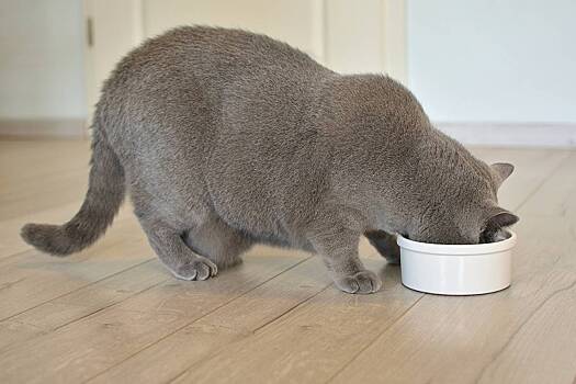 Женщина отдала гиперактивного кота матери и не узнала его, вернувшись из отпуска