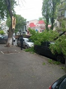 В Саратове упавшее дерево повредило несколько автомобилей