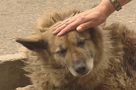 Памятник собаке, 12 лет прождавшей сбитого хозяина на остановке, установят в Хабаровском крае