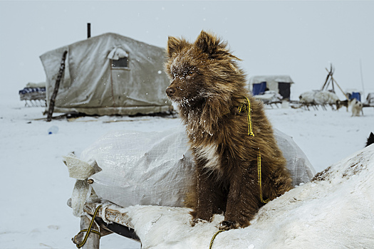 В Вологодской области закончился сезон охоты на кабана, боровую дичь и пушных