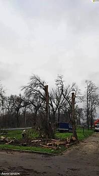 В Батайске приступили к валке и обрезке деревьев