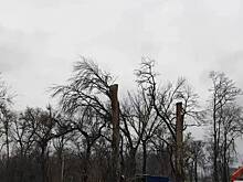 В Батайске приступили к валке и обрезке деревьев