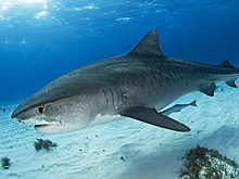 В Египте закрывают пляжи из-за нашествия акул