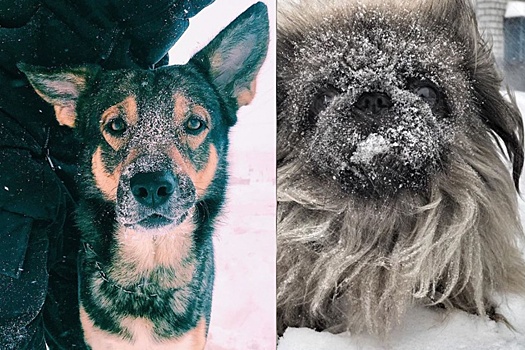 Пес Барбос — снежный нос: 10 умилительных фотографий собак из архангельских инстаграмов