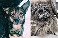 Пес Барбос — снежный нос: 10 умилительных фотографий собак из архангельских инстаграмов