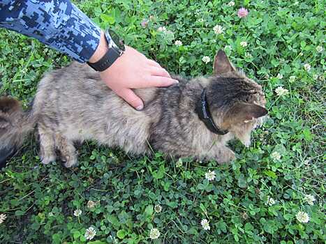 Стала известна судьба кота-наркокурьера в Варнавинском районе