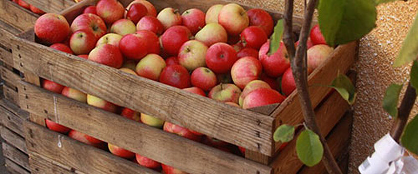 Правда или ложь: в Нижегородской области яблоки подорожают до 200 рублей?
