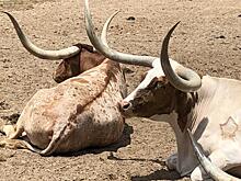 Фермеры США убивают крупный рогатый скот из-за засухи — это грозит дефицитом говядины