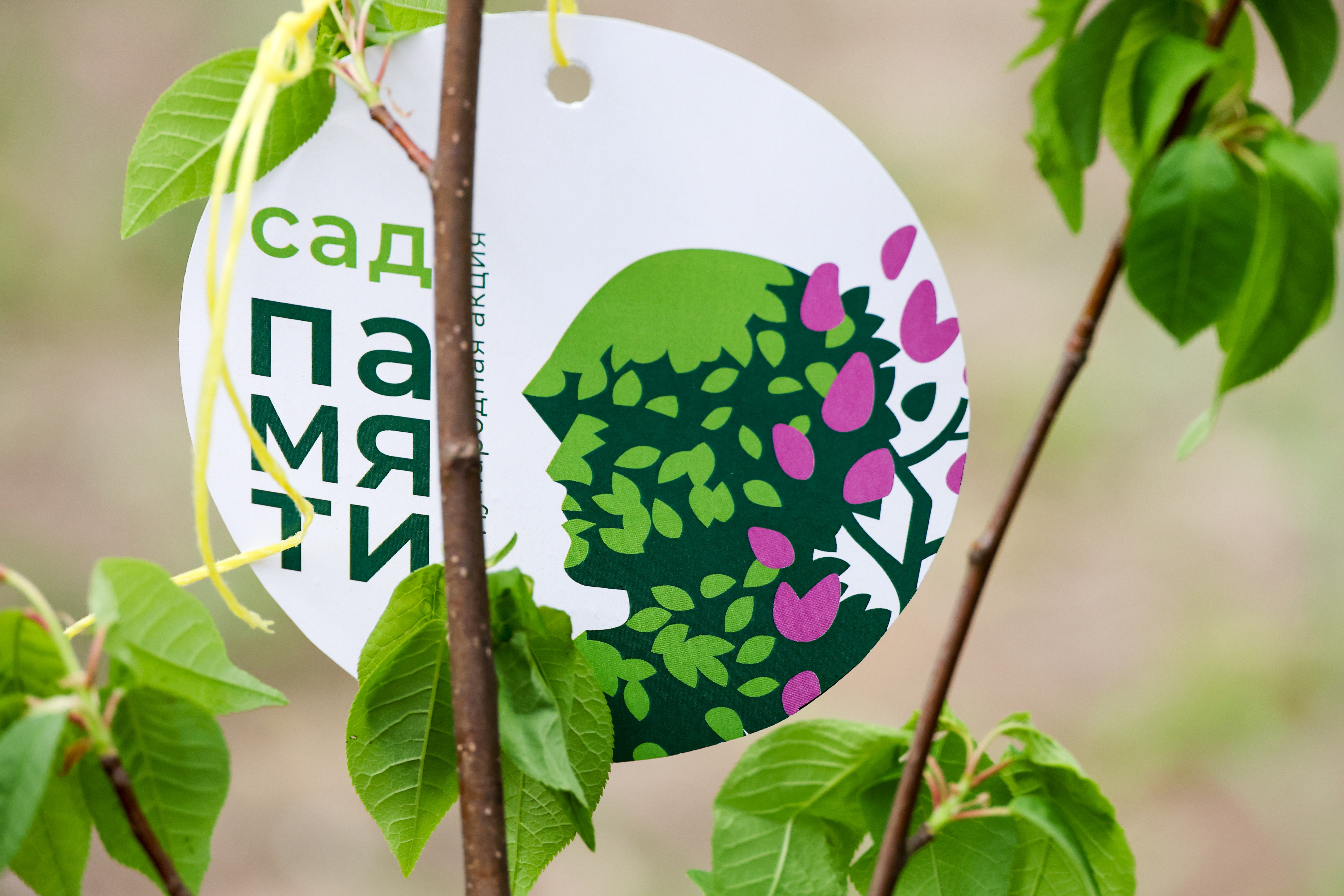 В Северной Осетии накануне Дня Победы высадили более 50 тыс. саженцев деревьев