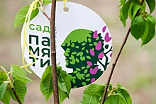 В Северной Осетии накануне Дня Победы высадили более 50 тыс. саженцев деревьев