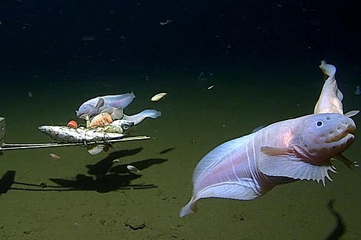 Исследователи сняли на камеру самую глубоководную рыбу в мире