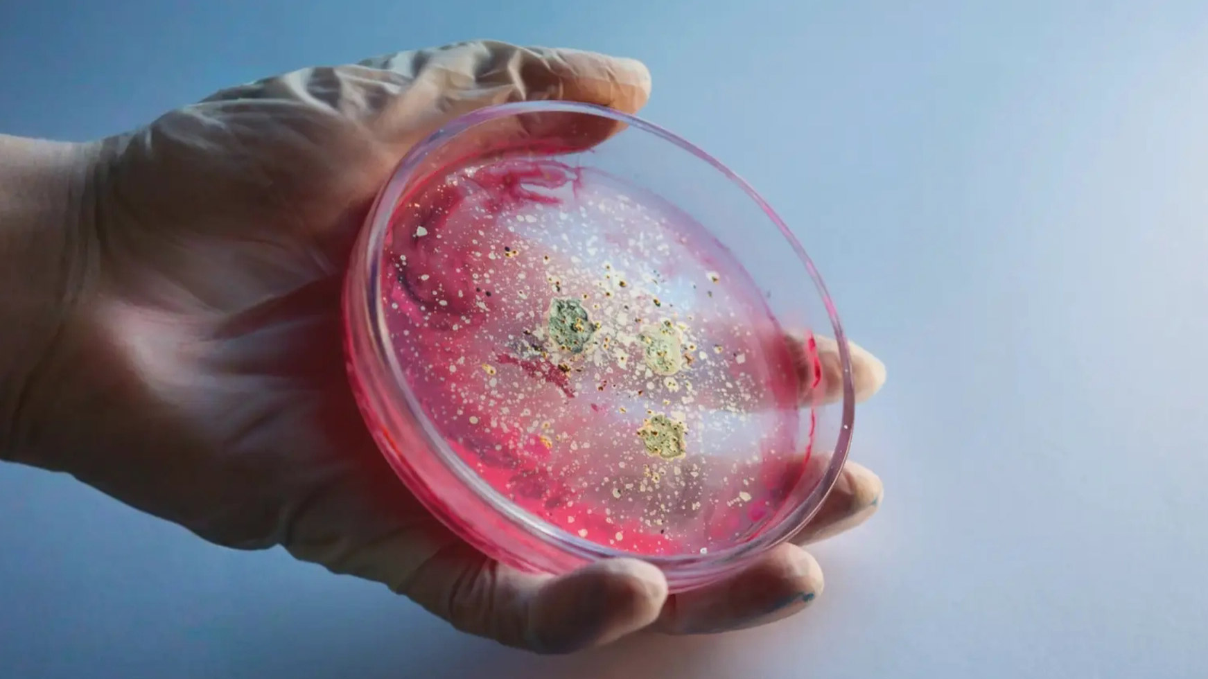 Как микробиом кишечника влияет на организм и психику: объяснила наука