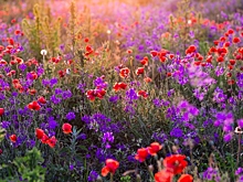 Найдена самая древняя пыльца на Земле