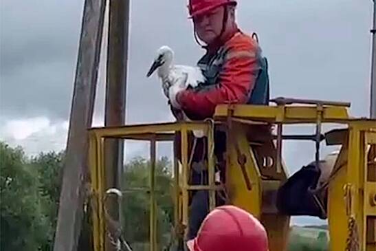 Оставшихся одних в гнезде птенцов аиста спасли в российском регионе