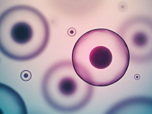 Физтех.Читалка: спроси ученого про клетки