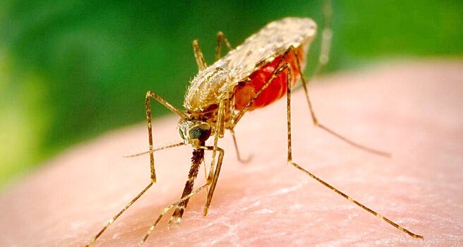 Создан смертельный для малярийных комаров грибок