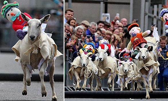 В Шотландии прошли традиционные овечьи бега