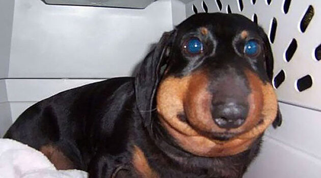 «Ну и мордочка у тебя, Шарик»: 7 забавных фото собак, которых укусила оса