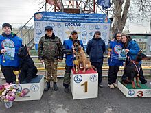 В Армавире прошли открытые городские состязания по спортивно-прикладному собаководству