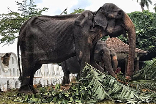 Зоозащитники показали тощее тело измученного на фестивале слона