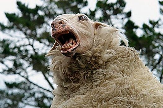 В Орловской области у овцы диагностировали бешенство