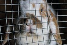 «Спасти Ральфа»: в TikTok призывают подписать петицию против испытаний на животных