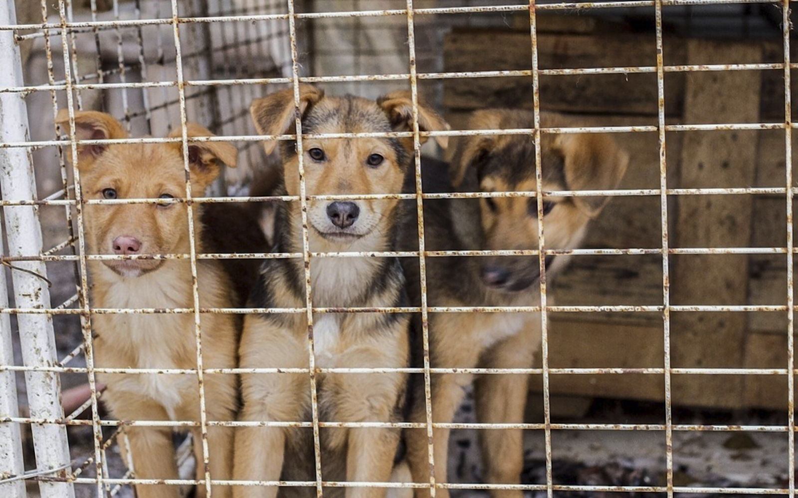 Каждой собаке нужен паспорт