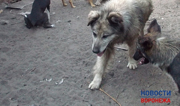 Прокуратура: полиция скрывала от учета убийства животных в Воронеже