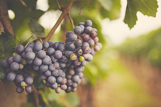 Потребление винограда в России приблизилось к рекордным 1 млн тонн