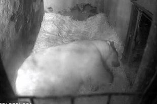 В Пермском зоопарке погиб детёныш белого медведя