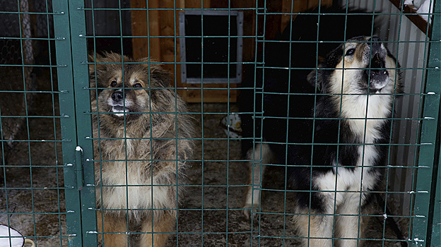 В Салехарде содержание приюта для животных включили в перечень исправительных работ