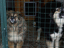 В Салехарде содержание приюта для животных включили в перечень исправительных работ