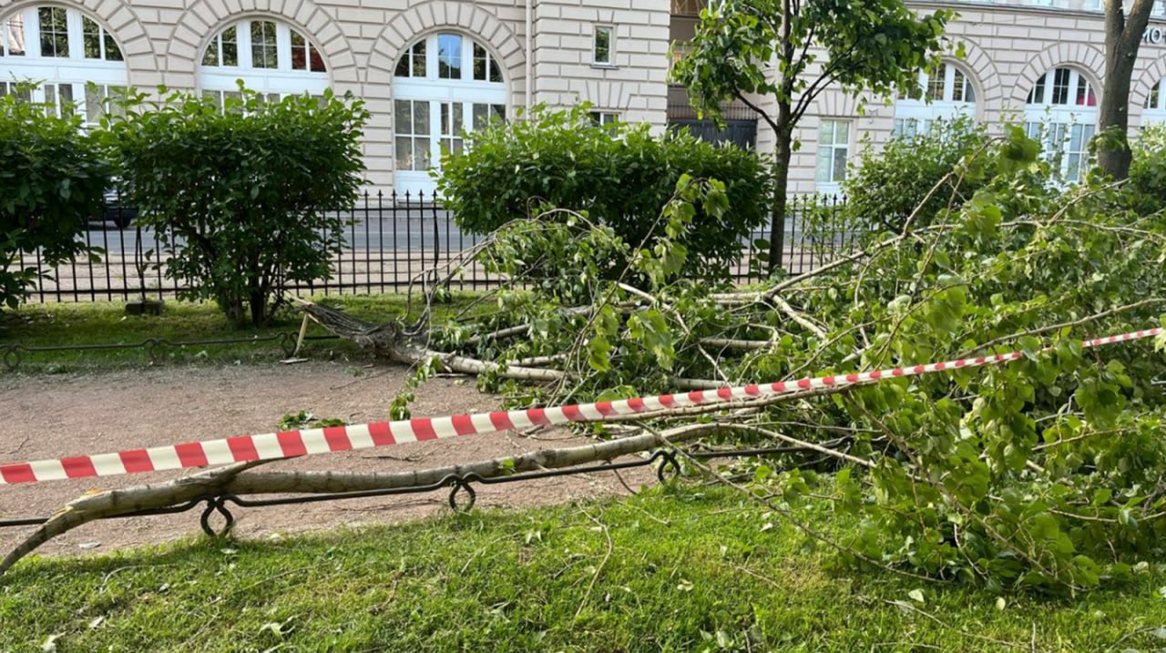 Штормовой ветер повалил порядка 500 деревьев в Петербурге
