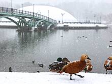 Синоптики сообщили о снежной погоде в Москве 3 января