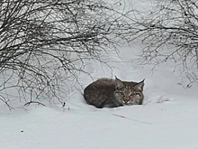 В село Парфеньево Костромской области стала ежедневно захаживать рысь