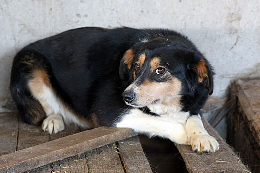 В Саратовской области на создание временных пунктов содержания бродячих собак потратят более 58 миллионов рублей